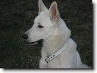 Berger Blanc Suisse, White Swiss Shepherd Dog