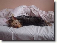 Jorkšírský terier, Yorkshire Terrier,