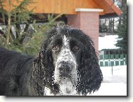 English Springer Spaniel