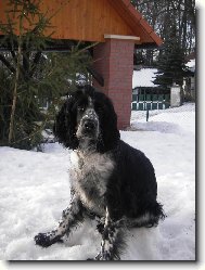 English Springer Spaniel