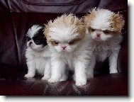 Chin, Japanese Chin