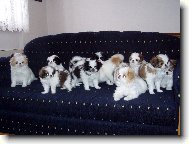 Chin, Japanese Chin