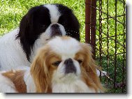 Chin, Japanese Chin