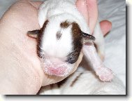 Chin, Japanese Chin