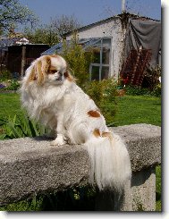 Chin, Japanese Chin