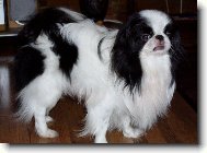Chin, Japanese Chin