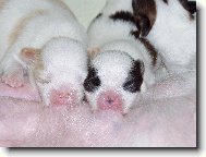 Chin, Japanese Chin