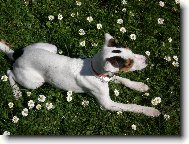 Parson Russel Terrier