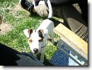 Parson Russel Terrier