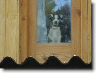 Parson Russel Terrier
