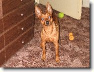 Zwergpinscher