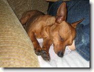 Zwergpinscher
