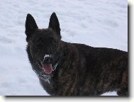 Dutch shepherd dog \\\\\(Dog standard\\\\\)