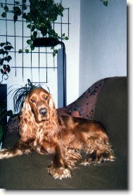 English Cocker Spaniel