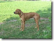 Rhodesian Ridgeback
