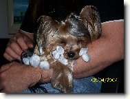 Jorkšírský terier, Yorkshire Terrier,