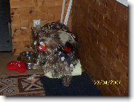 Jorkšírský terier, Yorkshire Terrier,