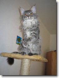 Maine Coon