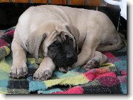 English Mastiff