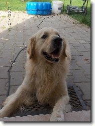 Golden Retriever
