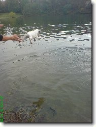 Parson Russel Terrier