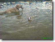 Parson Russel Terrier