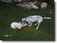 English setter