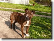 American Staffordshire Terrier Blue Lacy