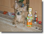 Chihuahua
