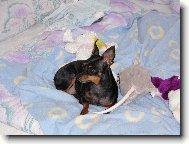 PRAGUE RATTER