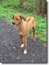 Rhodesian Ridgeback