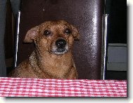 German Pinscher