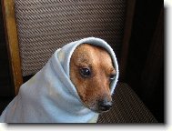 German Pinscher