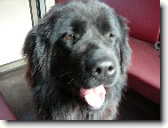 Newfoundland