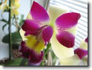 Cattleya