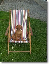 Rövidszörü Magyar Vizsla, Hungarian Short-haired Pointing Dog