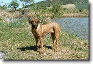 Rhodesian Ridgeback