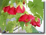 Abutilon