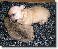 Chihuahua