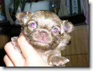 Chihuahua