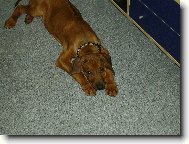 Rhodesian Ridgeback