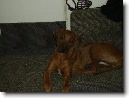 Rhodesian Ridgeback