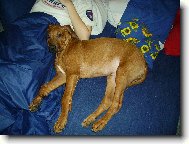 Rhodesian Ridgeback