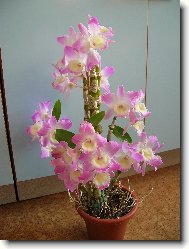 Dendrobium aphrodite