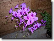 Dendrobium aphrodite