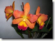 Cattleya