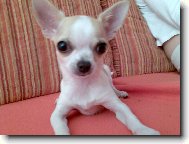 Chihuahua