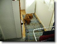 Rhodesian Ridgeback