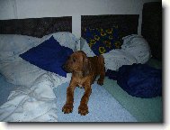 Rhodesian Ridgeback