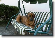 Rhodesian Ridgeback